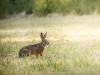 Lepus Europaeus — Rosnay — 40 × 30 cm