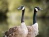 Branta Canadensis — Bois de Boulognes — 60 × 40 cm