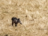 Wild Boar in Cheny — 60 × 40 cm