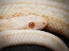 Pantherophis Guttatus — 20251115-2025-11-15 — 70 × 50 cm
