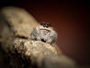 Sofia — Phidippus Regius Le gosier — 40 × 30 cm