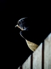 Hirundo Rustica — Rosnay — 30 × 40 cm