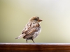 House Sparrow in Tignes — 70 × 50 cm