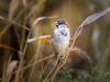 House Sparrow in 20251201 — 40 × 30 cm