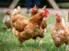 Gallus Gallus F. Domesticus — Les Planches-en-Montagne — 40 × 30 cm