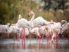 Phoenicopterus Roseus — 20251201 — 40 × 30 cm