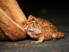 Ceratophrys Cranwelli — 20251115-2025-11-15 — 60 × 40 cm