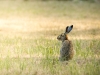 Lepus Europaeus — Rosnay — 70 × 50 cm