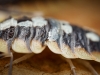 Porcellio Expansus — 60 × 40 cm