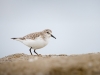 Calidris Minuta — 20251204 — 60 × 40 cm
