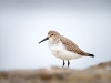 Calidris Alpina — 20251204 — 70 × 50 cm