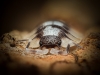Porcellio Expansus — 70 × 50 cm