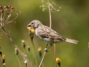 House Sparrow in 20250812 — 40 × 30 cm