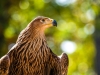 Aquila Chrysaetos — 20251014 — 70 × 50 cm