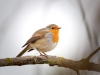 European Robin in 20251201 — 40 × 30 cm
