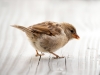 House Sparrow in Tignes — 70 × 50 cm