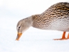 Anas Platyrhynchos