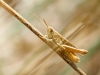 Chorthippus Dorsatus — Venoy — 70 × 50 cm
