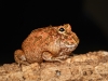Ceratophrys Cranwelli — 20251115-2025-11-15 — 40 × 30 cm