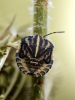 Striped Shield Bug in Frasne — 50 × 70 cm