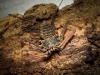 Euphrynichus Bacillifer — 70 × 50 cm