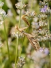 European Praying Mantis in Venoy — 30 × 40 cm
