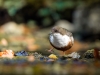 White-throated Dipper in Menétrux-en-Joux — 60 × 40 cm
