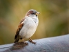 House Sparrow in 20251201 — 70 × 50 cm