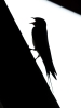 Hirundo Rustica — Rosnay — 50 × 70 cm