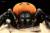 20250124,25 Bigboule Eresus Walckenaeri — 70 × 50 cm