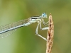 Platycnemis Pennipes — 20250722 — 40 × 30 cm