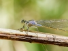 Ischnura Elegans — 20250516 — 60 × 40 cm