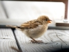 House Sparrow in Tignes — 60 × 40 cm