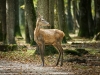Cervus Elaphus — 20251014 — 70 × 50 cm