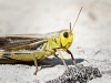 Arcyptera Fusca — 20250811 — 70 × 50 cm