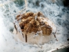 Zoropsis Spinimana 3 — Cheny — 40 × 30 cm