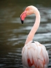 Phoenicopterus Roseus — 20251201 — 50 × 70 cm