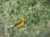 Motacilla Flava Flavissima — 20250518 — 60 × 40 cm