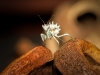 Pseudocreobotra Lestoni — 40 × 30 cm