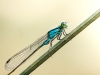 Ischnura Elegans — Cheny — 70 × 50 cm