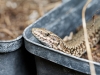 Podarcis Muralis — 20250521 — 40 × 30 cm