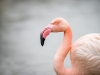 Phoenicopterus Roseus — 20251201 — 40 × 30 cm