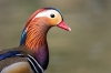 20250317 P1010170 Orf Dxo Deepprimexd — 70 × 50 cm