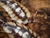Porcellio Expansus — 70 × 50 cm