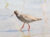Tringa Totanus — 20250518 — 60 × 40 cm