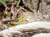 Arcyptera Fusca — 20250811 — 40 × 30 cm