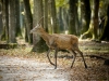 Cervus Elaphus — 20251014 — 40 × 30 cm