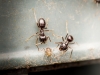 Lasius Fuliginosus — Joigny