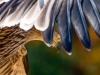 Aquila Chrysaetos — 20251014 — 60 × 40 cm
