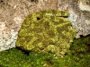 Theloderma Corticale — 20251115-2025-11-15 — 40 × 30 cm